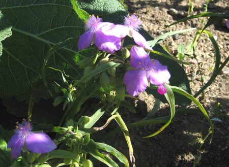 Tradescantia (Andersoniana Group) 'Blushing Bride' with pink flowers.