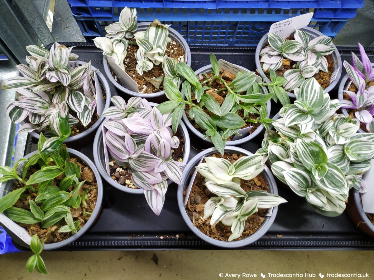 Tray of Tradescantia Albiflora Continental Group plants with various shades of pink and white striped