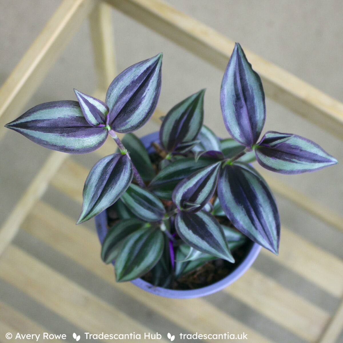 Tradescantia zebrina Burgundy plant with dark purple leaves and narrow silver bands