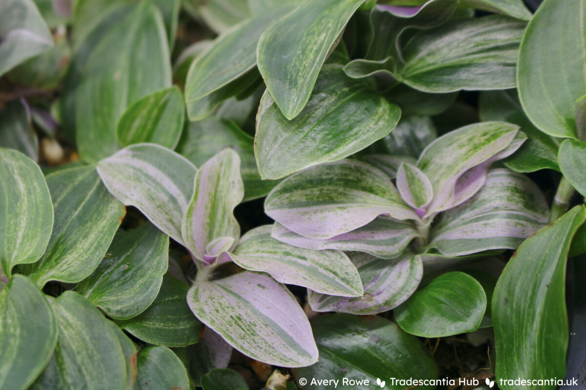 Tradescantia Sweet Tabby plant with mottled green and pink leaves