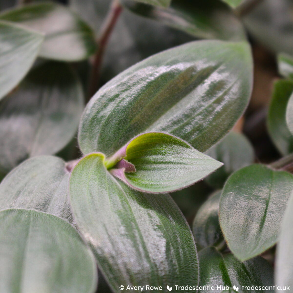 Close up of velvety hairs on Tradescantia chrysophylla Baby Bunny Bellies