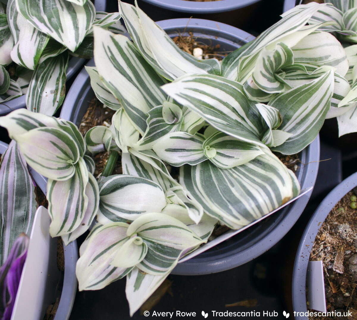 Tradescantia Albiflora Continental Group plant with green and white striped leaves