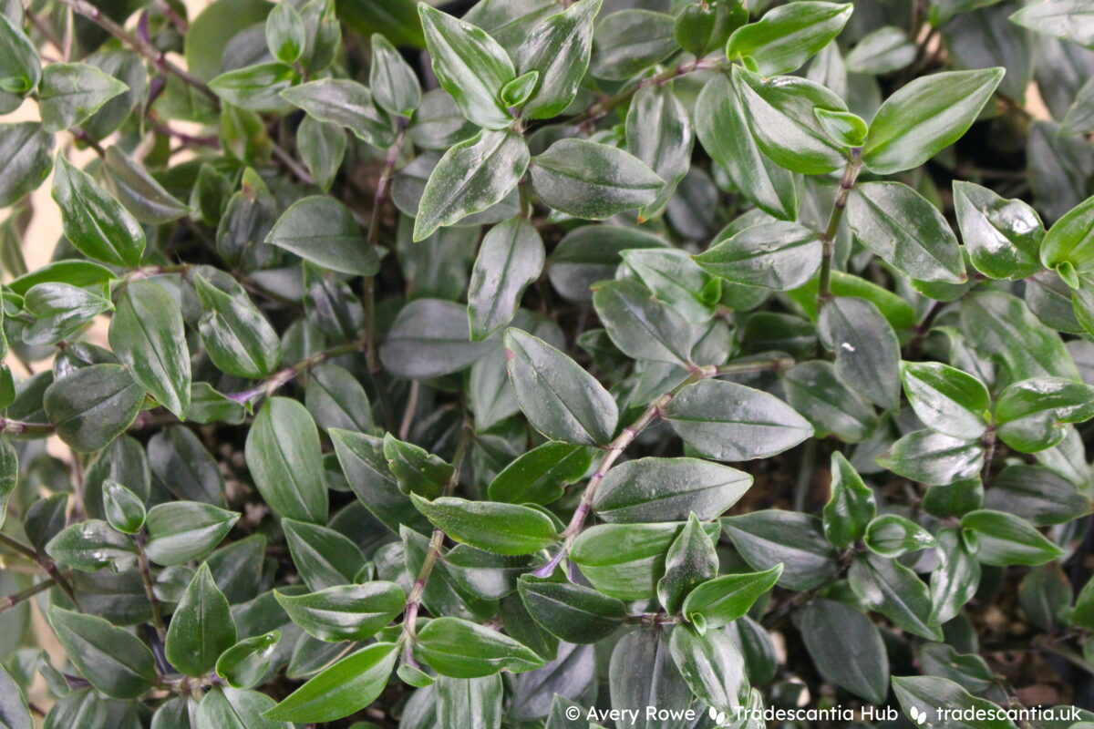 Tradescantia mundula Green Hill plant, a close view of dark green leaves