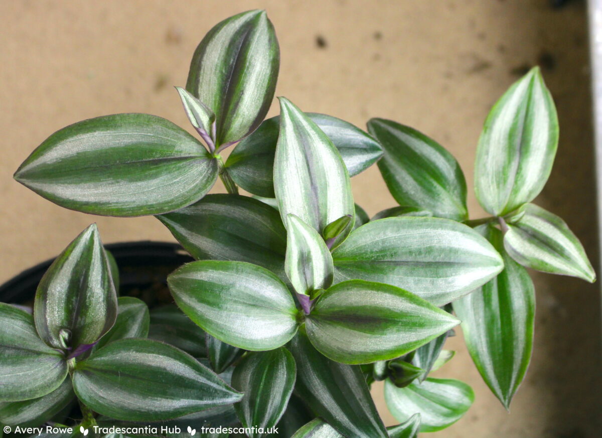 Tradescantia zebrina Silver Smudge plant with large silver-striped green leaves