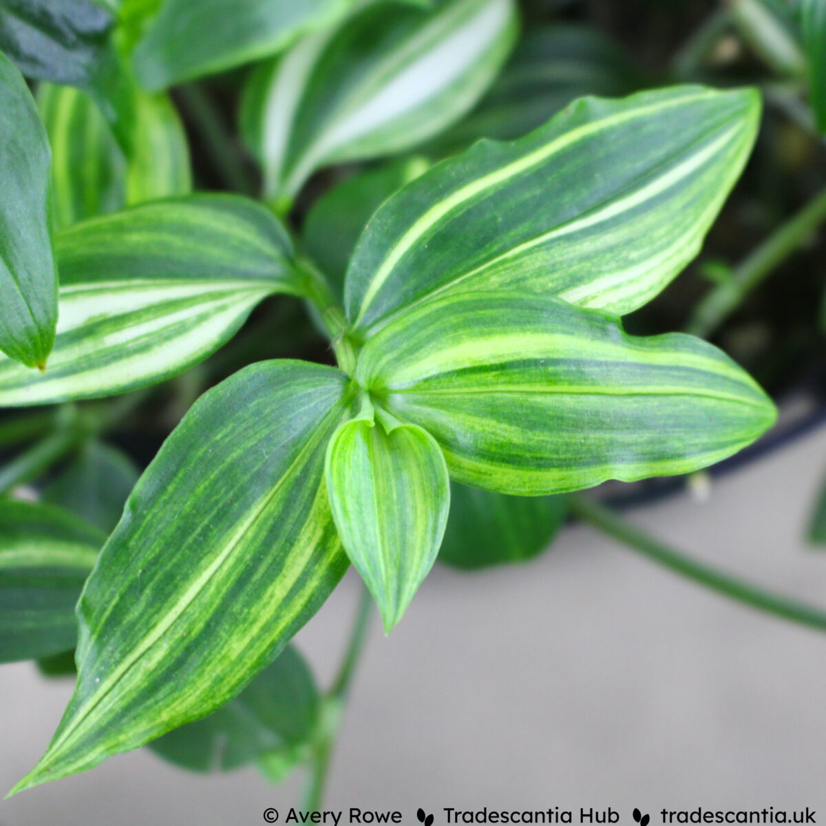 Tradescantia fluminensis Yellow Hill showing green leaves with slightly mottled yellow stripes