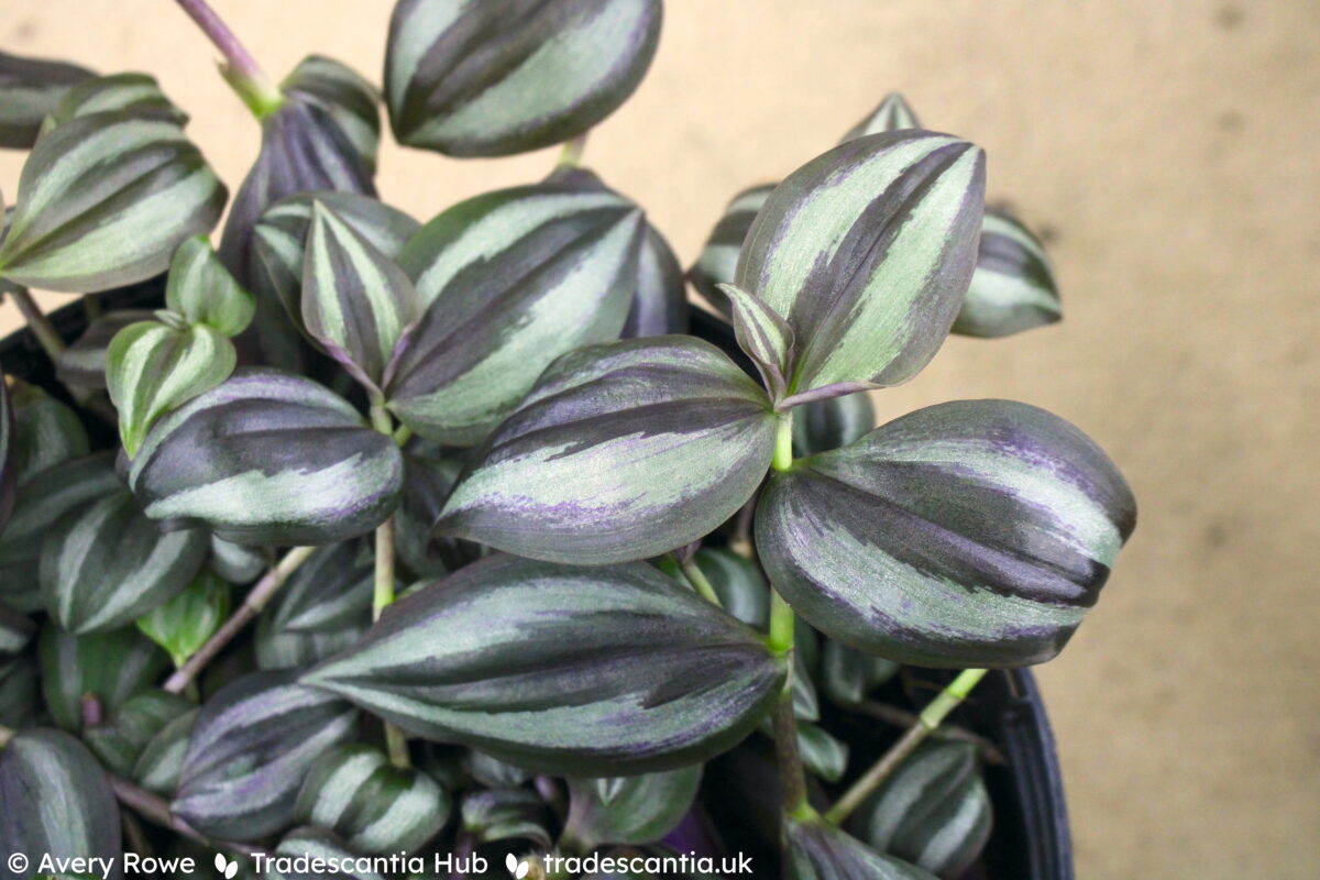 Tradescantia zebrina Deep Purple plant with dark purple leaves and silver bands