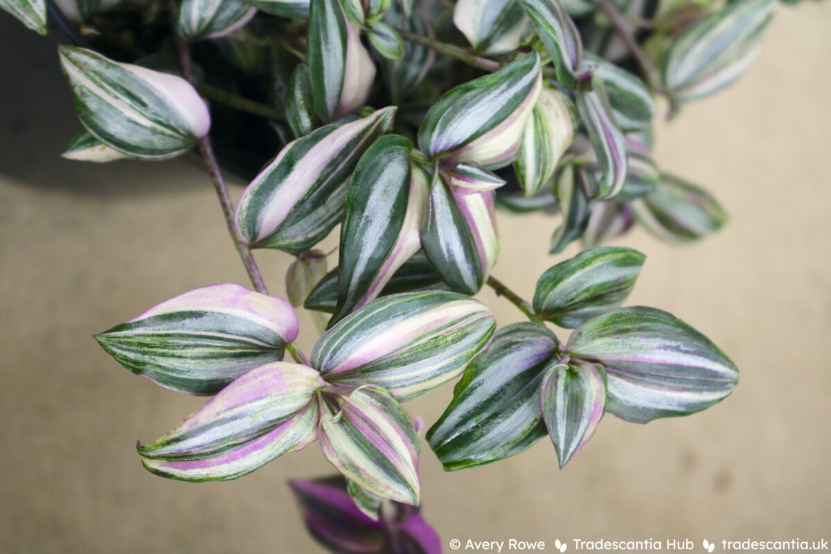 Tradescantia zebrina HappiLee plant, with random sectors of pink against green and silver leaves