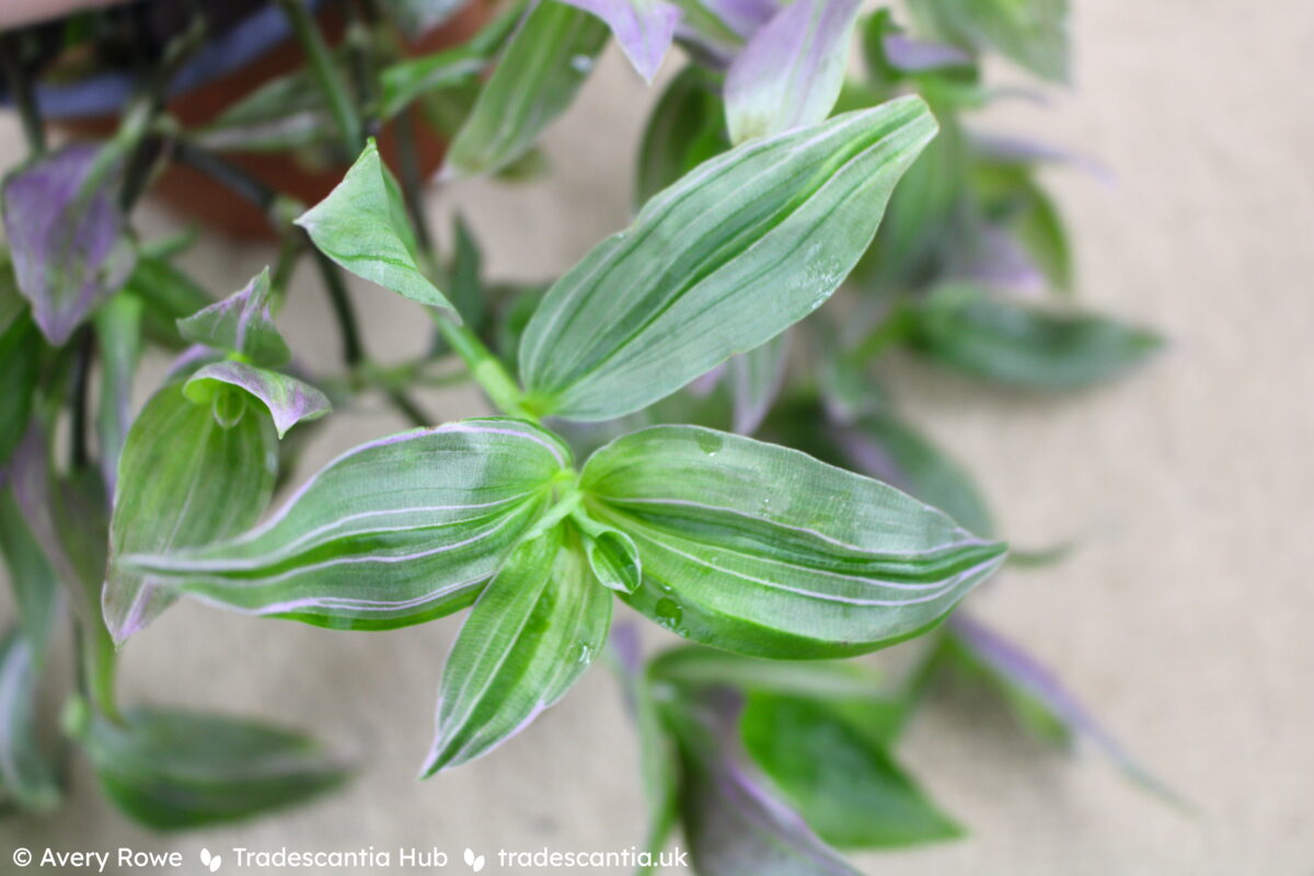 Tradescantia Pink Hill with greyish-green leaves faintly striped in pink