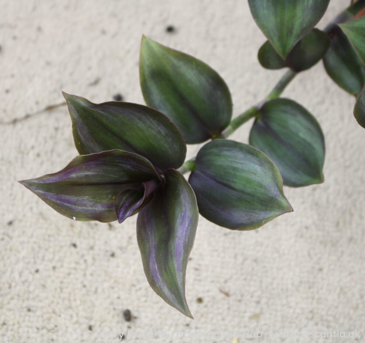 Tradescantia zebrina Little Hill plant with dark purple leaves and subtle silver bands