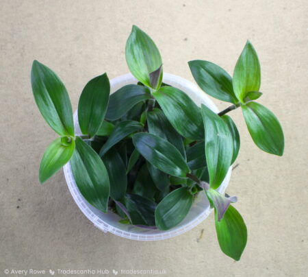 Full pot of Tradescantia cerinthoides 'Red Hill' with olive green leaves.