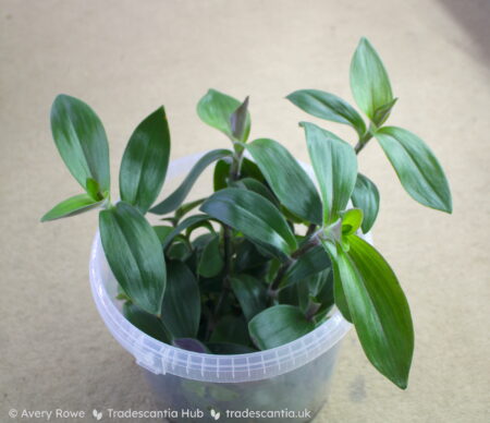 Full pot of Tradescantia cerinthoides 'Red Hill' with olive green leaves.