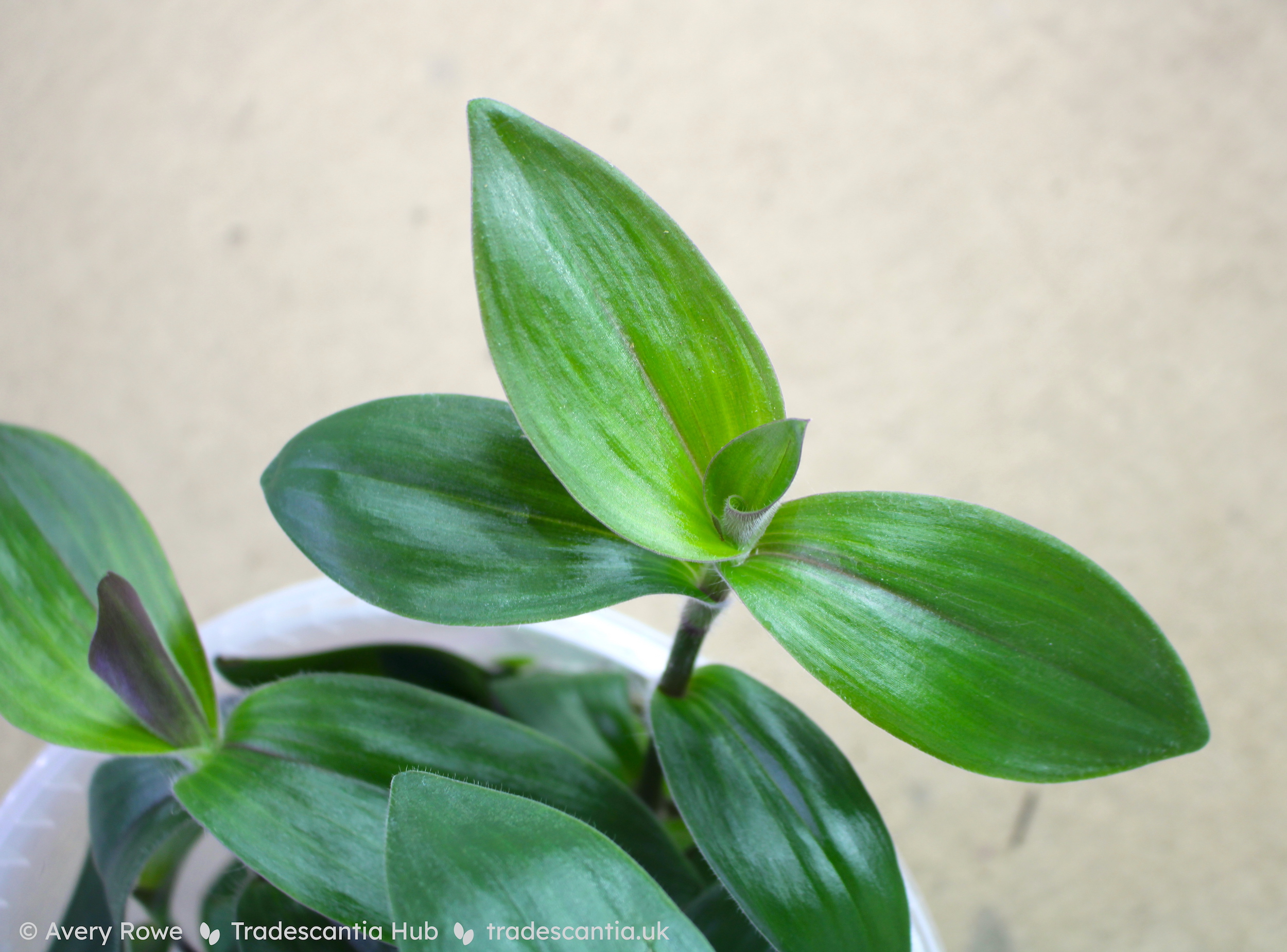 Olive green leaves of Tradescantia cerinthoides 'Red Hill'.