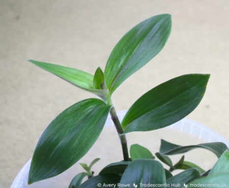 Olive green leaves of Tradescantia cerinthoides 'Red Hill'.