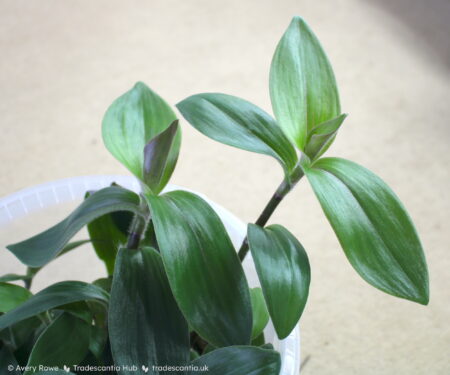 Olive green leaves of Tradescantia cerinthoides 'Red Hill'.