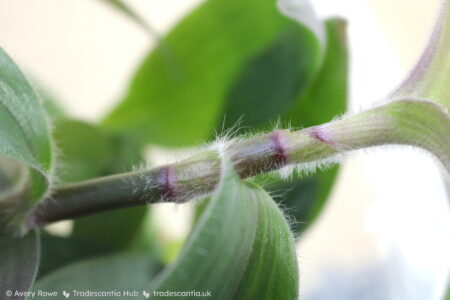 Hairs on the stem and leaf sheath of Tradescantia cerinthoides 'Red Hill'