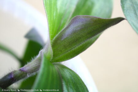 Hair on the leaf undersides of Tradescantia cerinthoides 'Red Hill'