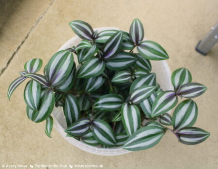 Full pot of Tradescantia zebrina 'Evanesce' with green leaves, silver stripes, and a purple shimmer on the newest growth.