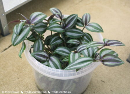 Plant with green leaves, silver stripes, and purple shimmer on the newest growth.