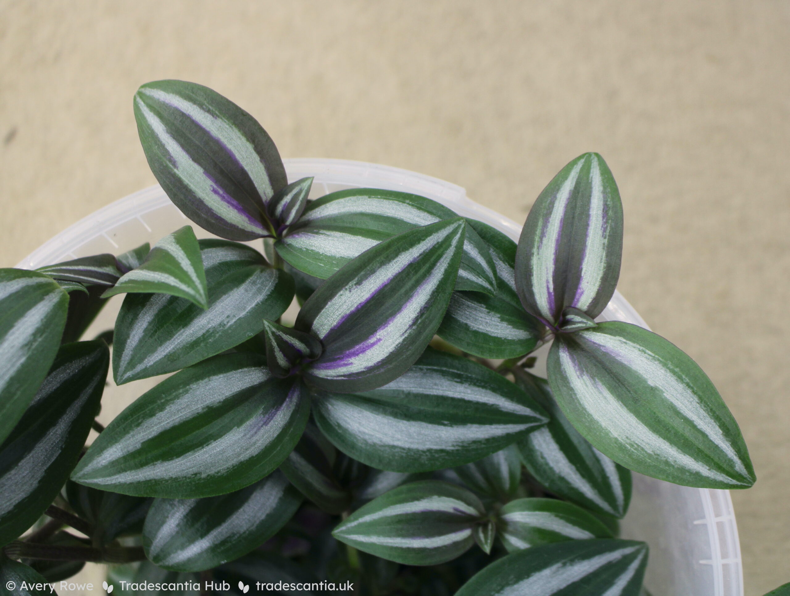 Close view of leaves, dark olive green with silver stripes and a purple shimmer on the newest growth.