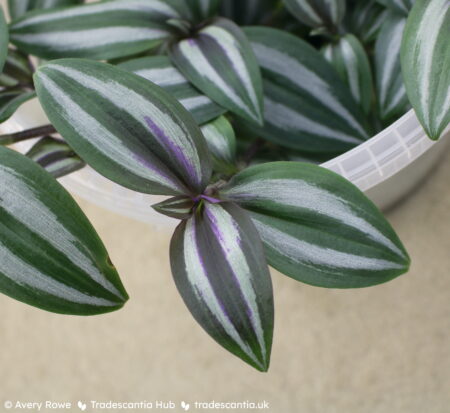 Close view of leaves, dark olive green with silver stripes and a purple shimmer on the newest growth.