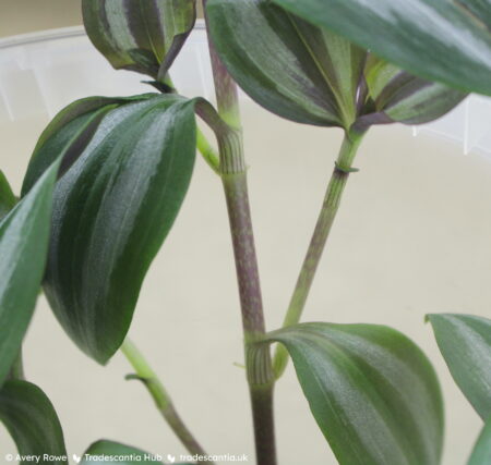 Close view of a stem, pinkish-brown with light green freckles.