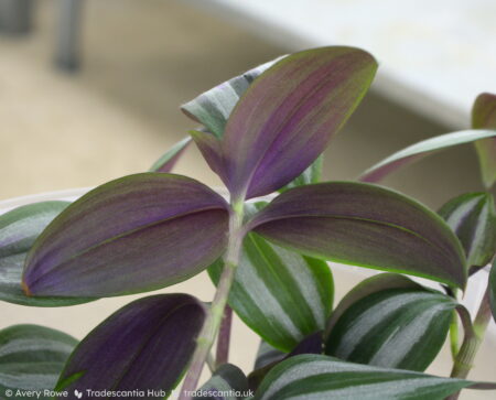 Close view of leaf undersides, shimmering metallic purple.