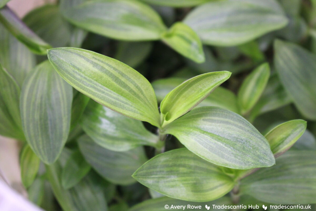 Tradescantia Gelfling plant with green and gold striped leaves