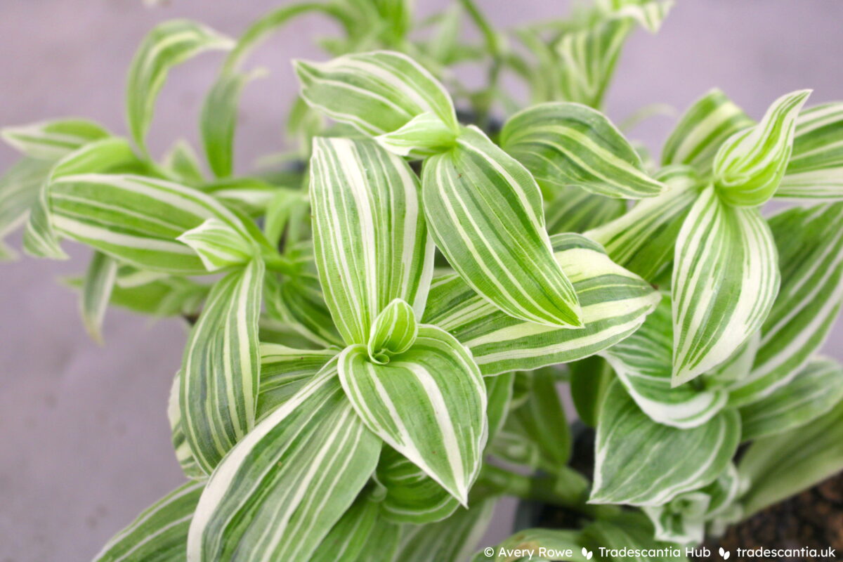 Tradescantia Ivory Hill plant, with green and pale yellow striped leaves