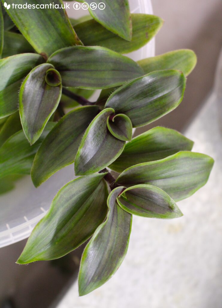 Tradescantia cerinthoides Limelight plant with purple-stained leaves