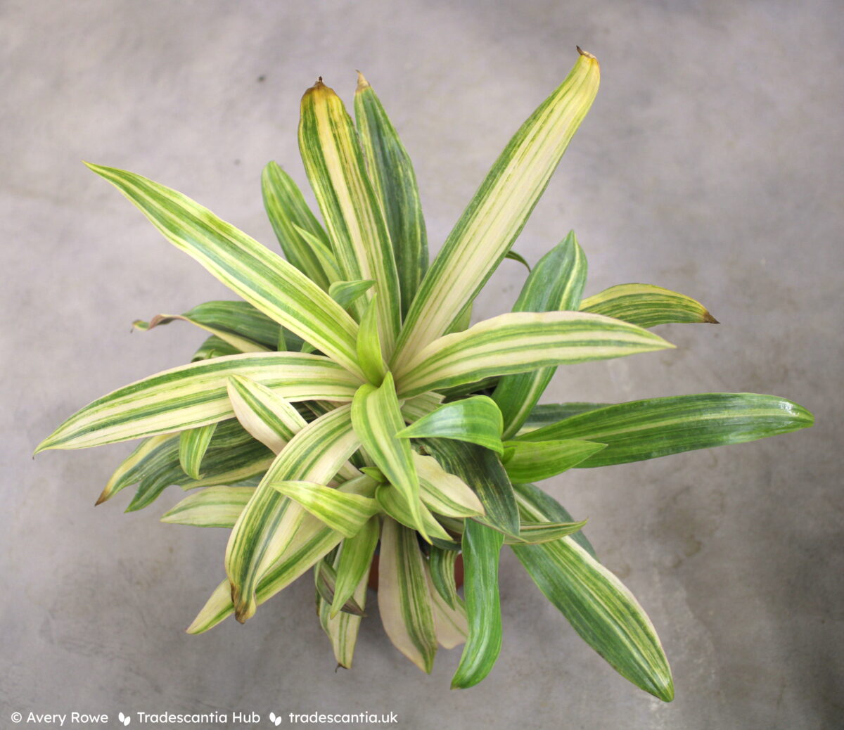 Tradescantia spathacea Cream plant, a rosette of long leaves with variable green and pale yellow striping