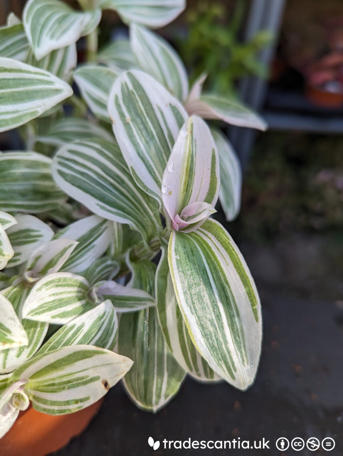 Tradescantia Tenderness plant with cream-variegated leaves