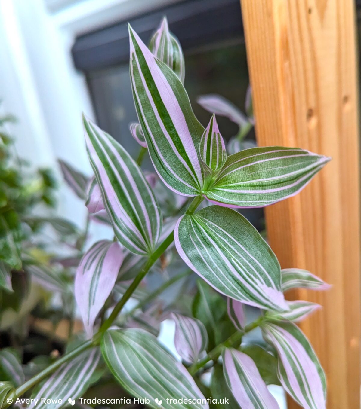 Tradescantia fluminensis Lavender stem with green and pink striped leaves