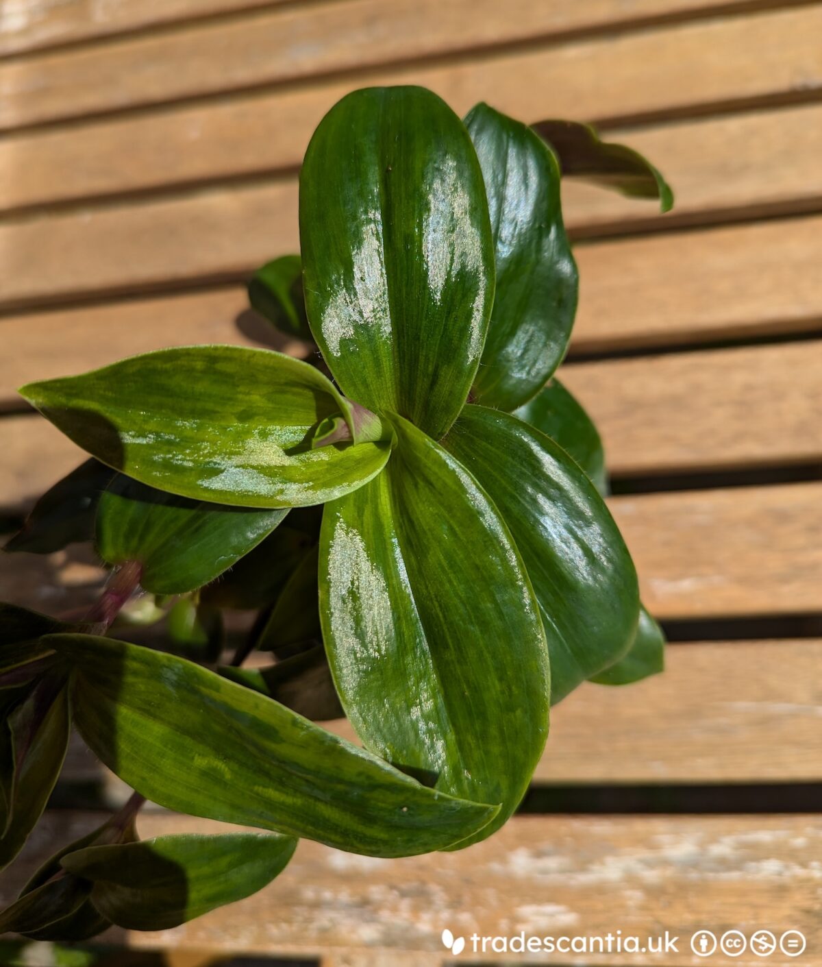 Shiny dark green Tradescantia cerinthoides Green Nanouk plant