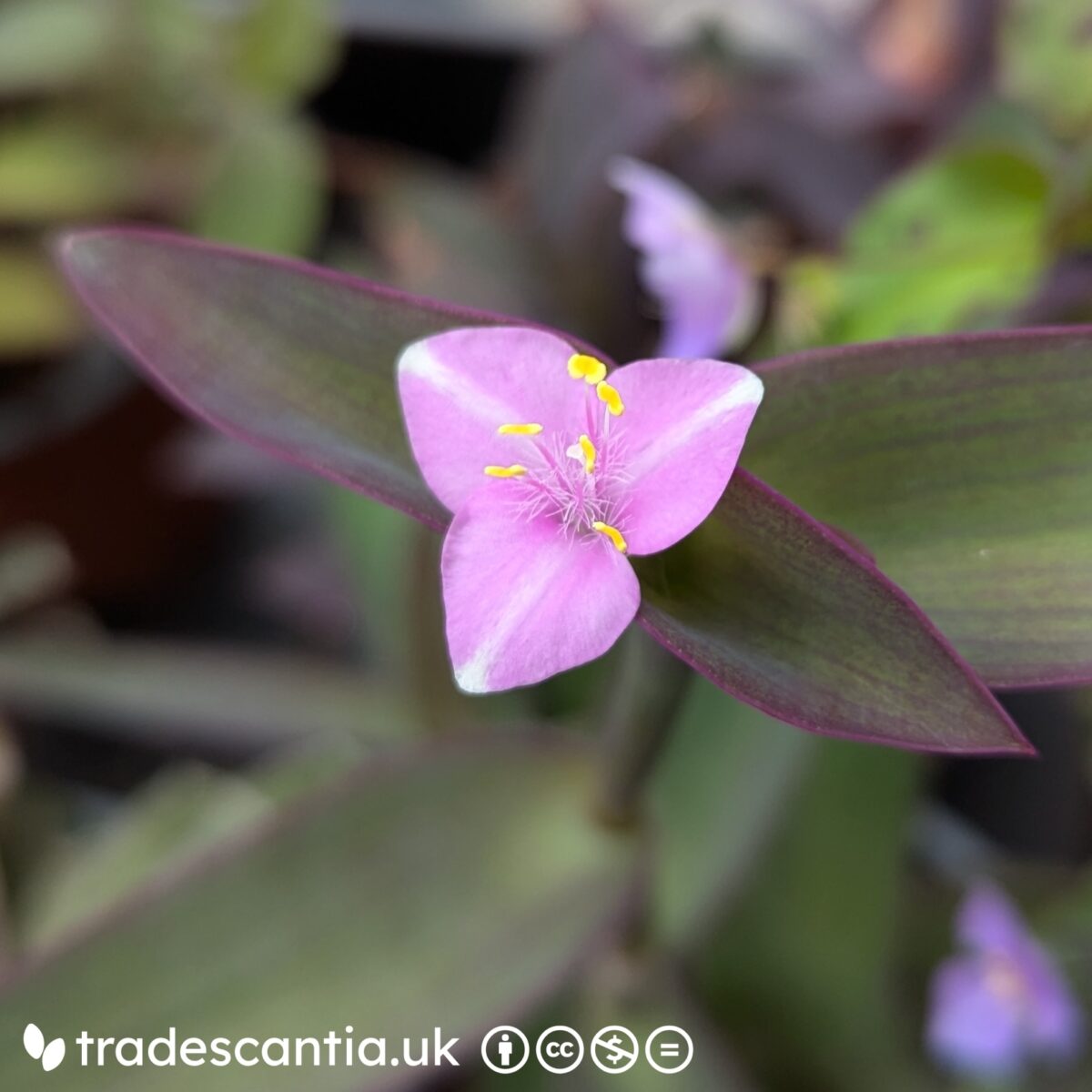 Tradescantia pallida Green Moon flower, with three bright pink petals which each have a white stripe down the centre