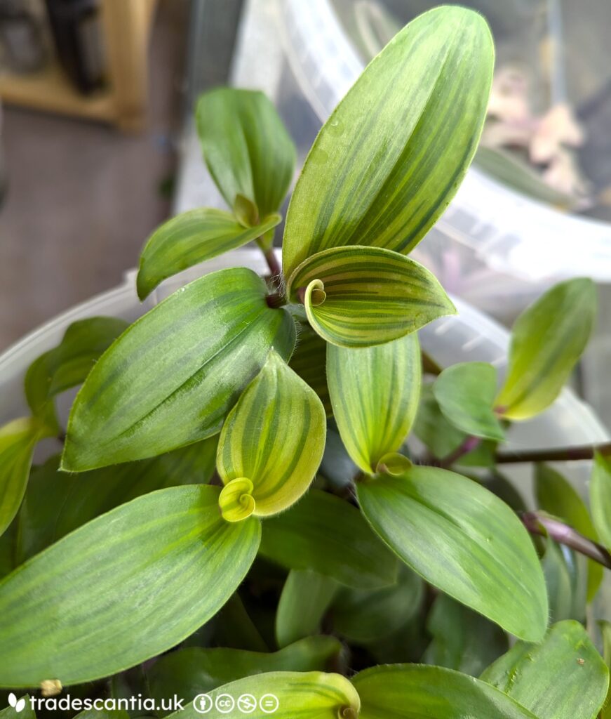 Tradescantia cerinthoides Limelight plant, with subtle gold and green stripes on the new leaves
