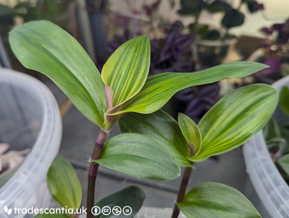 Tradescantia cerinthoides Limelight plant, with subtle gold and green stripes on the new leaves