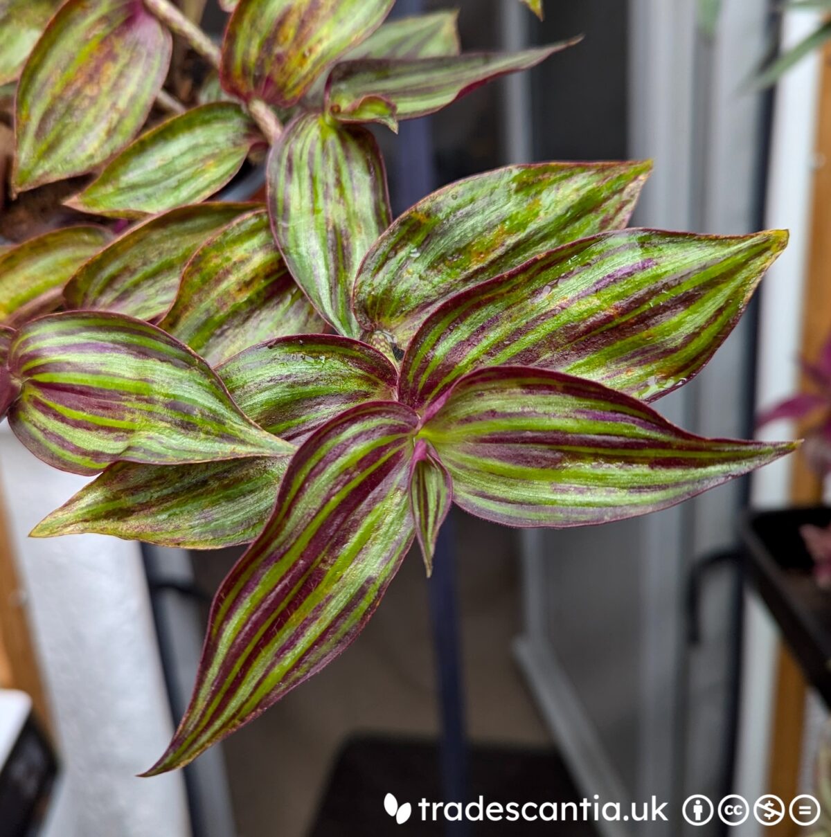 Tradescantia zebrina 'TIkal' plant stems, it has dark green leaves with silver-green stripes and hints of red