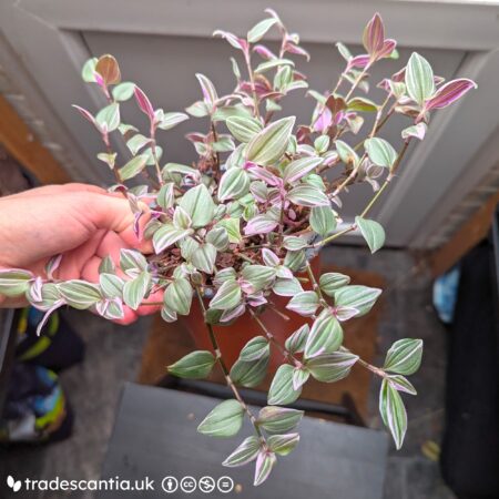 Tradescantia mundula 'Fairy Wings' plant, sprawling stems with greyish-green and pink variegated leaves