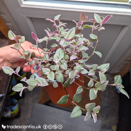 Tradescantia mundula 'Fairy Wings' plant, sprawilng with greyish-green and pink variegated leaves