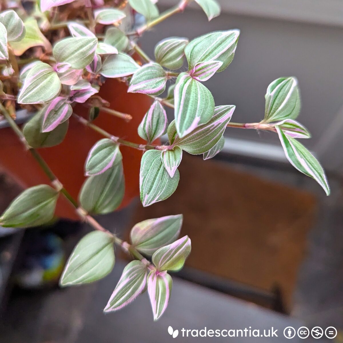 Tradescantia mundula 'Fairy Wings' plant stem, greyish-green and pink variegated leaves