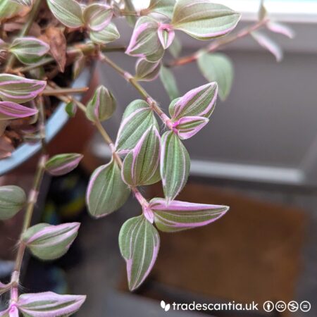 Tradescantia mundula 'Fairy Wings' plant stem, greyish-green and pink variegated leaves