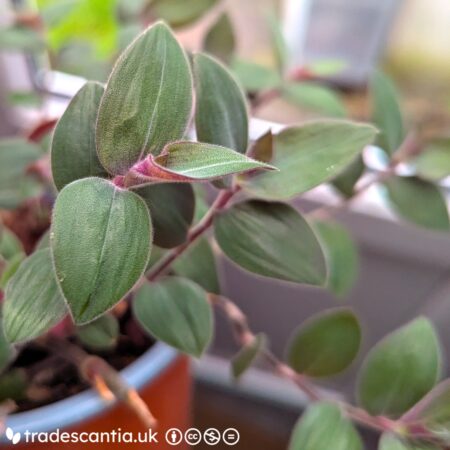 Tradescantia chrysophylla 'Baby Bunny Bellies' plant stem, green fuzzy leaves with purple undersides