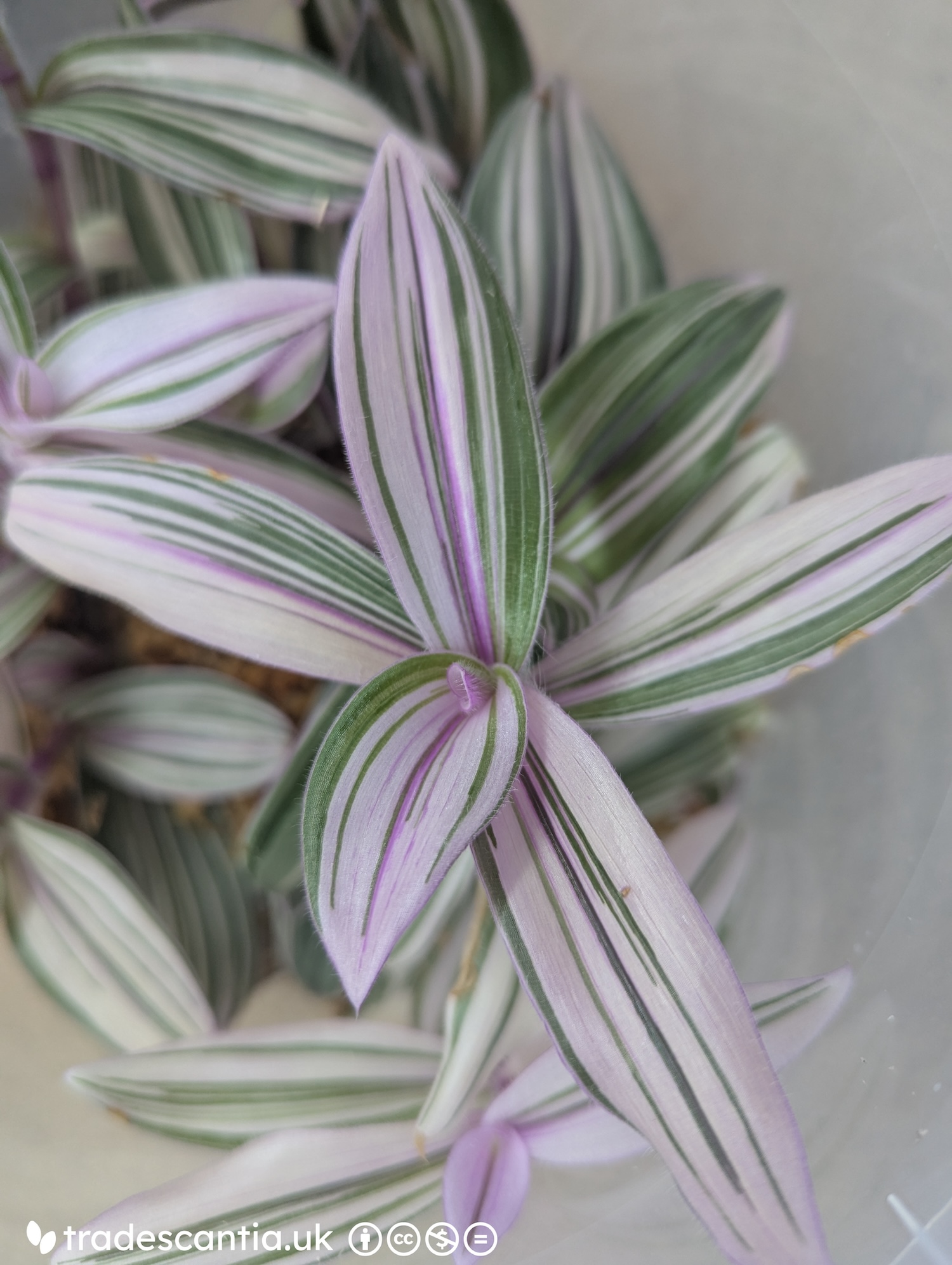 Tradescantia cerinthoides 'Pink Furry' plant stem with greyish-green and pink variegated fuzzy leaves