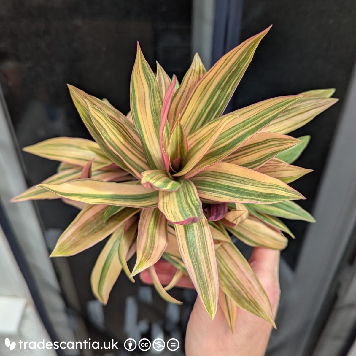 Tradescantia spathacea Cream with golden and green striped leaves