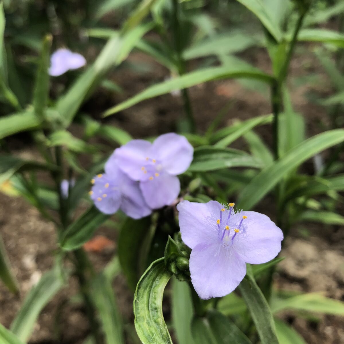 Light purple flowers of Tradescantia Andersoniana LSS Lazy Blue