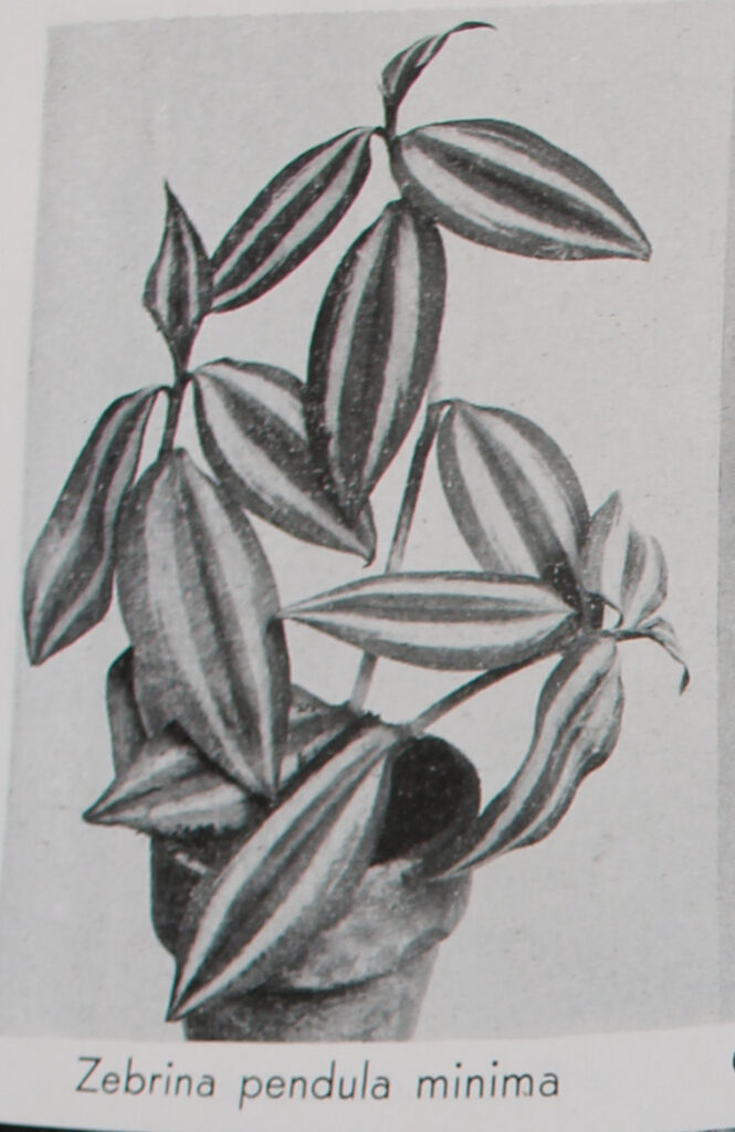 Greyscale photo of a striped Tradescantia zebrina plant, captioned "Zebrina pendula minima".