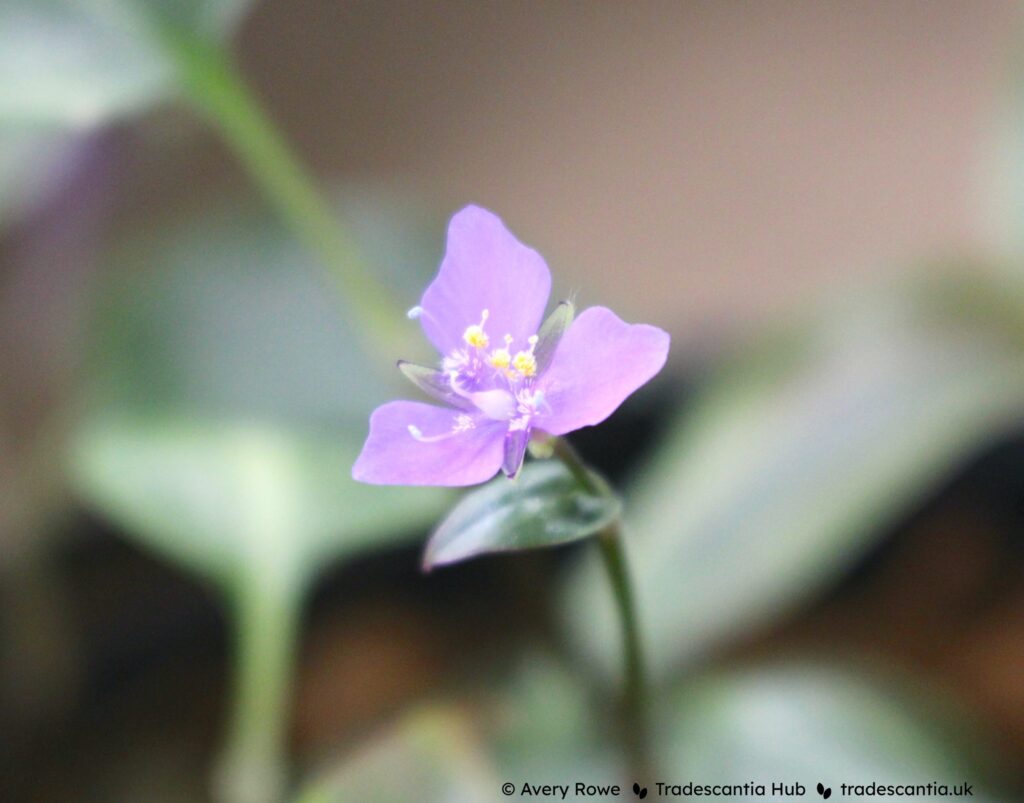 Pink three-petaled flower