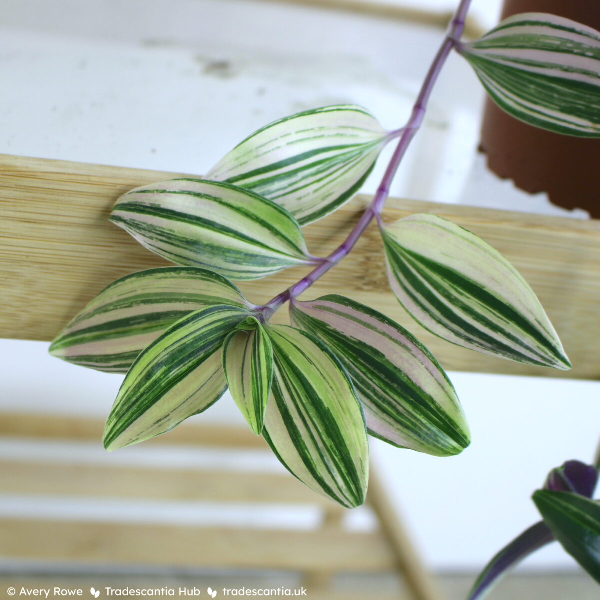 Tradescantia mundula Lisa plant with creamy-pink and green striped leaves