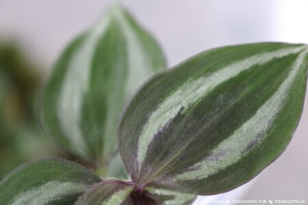 Close up of Tradescantia zebrina Leprechaun leaves, purplish green with silver bands