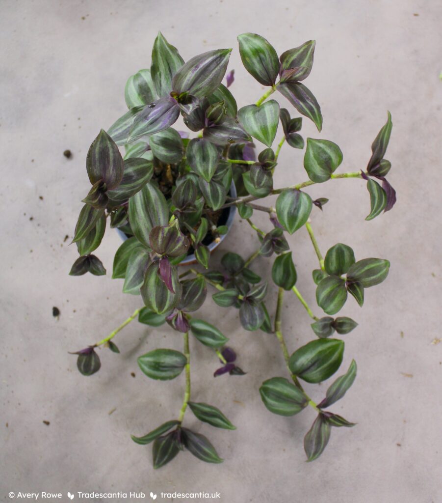 Tradescantia zebrina Leprechaun, with dark reddish-green leaves and silver stripes